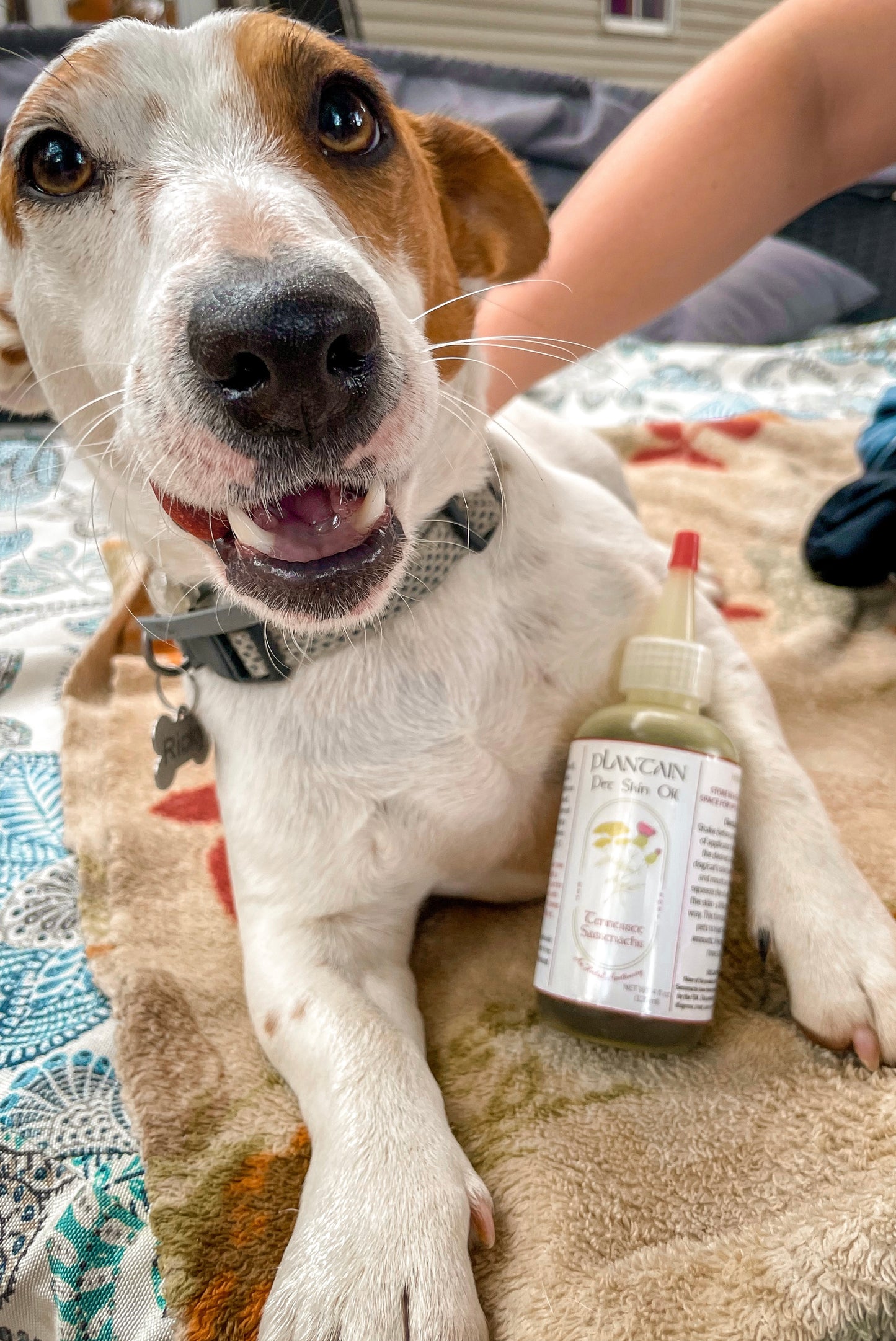 Plantain Pet Skin Oil